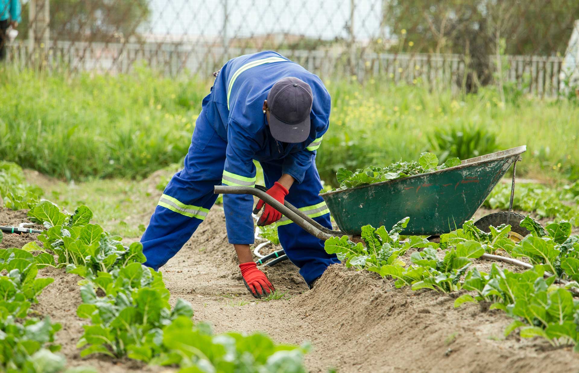 things-a-start-up-or-new-farmer-ought-to-know-moreki